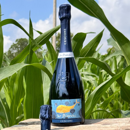 Cesconi - Trento DOC Extra Brut Riserva Blauwal A.P. 2011